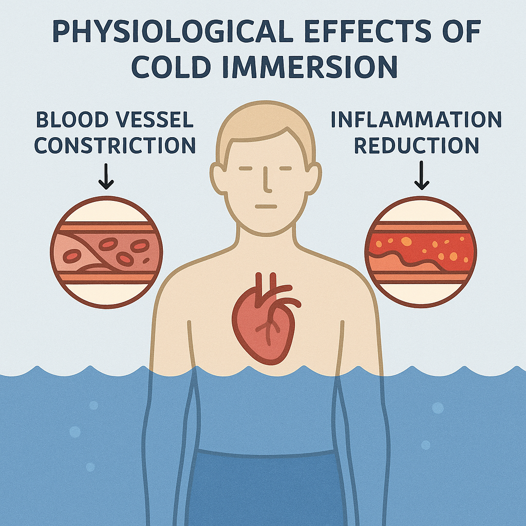 Diagram illustrating the effects of cold immersion on the body, highlighting benefits like reduced inflammation and improved circulation.